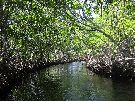 Winding through the mangroves