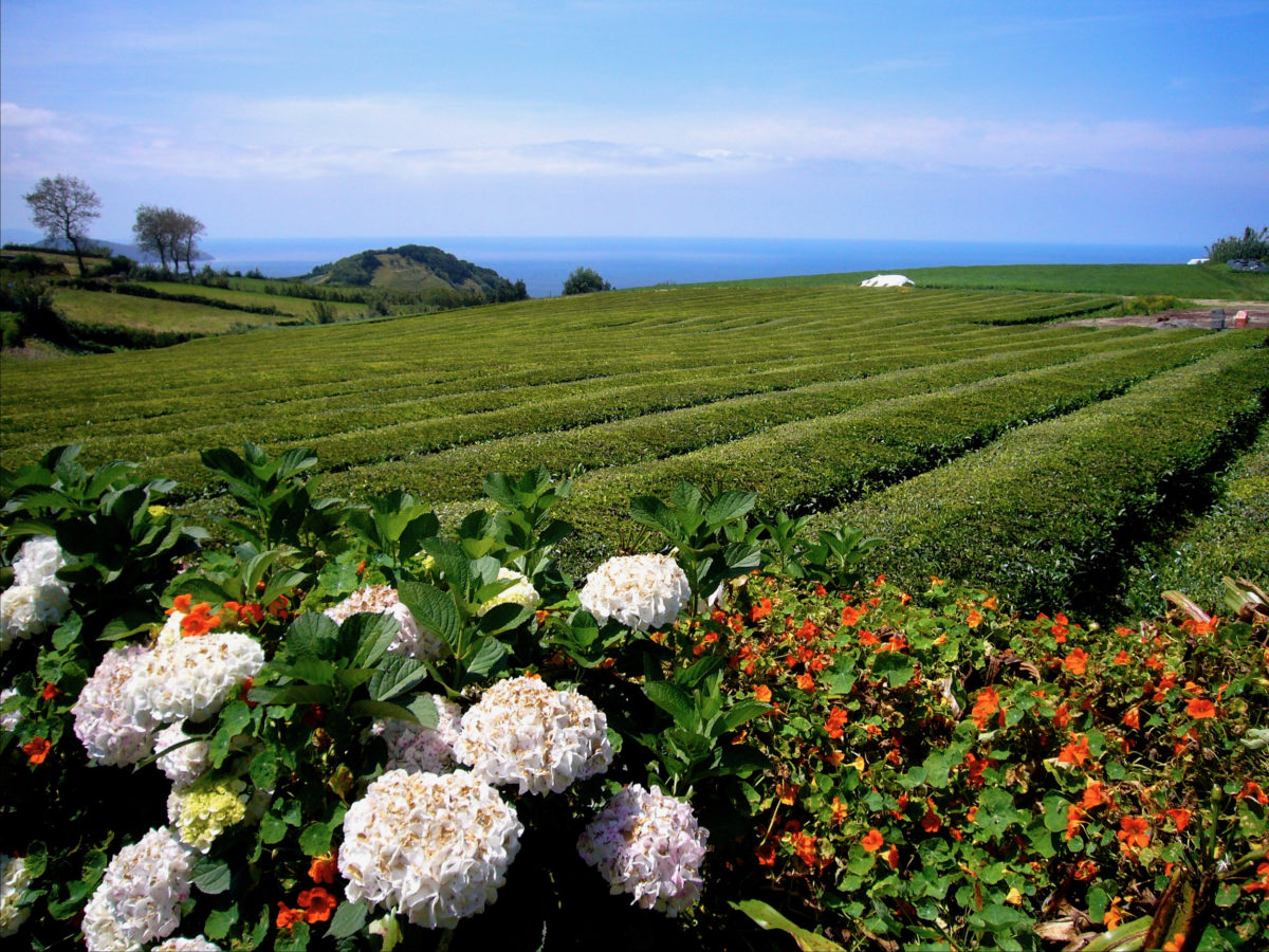 Sao Miguel