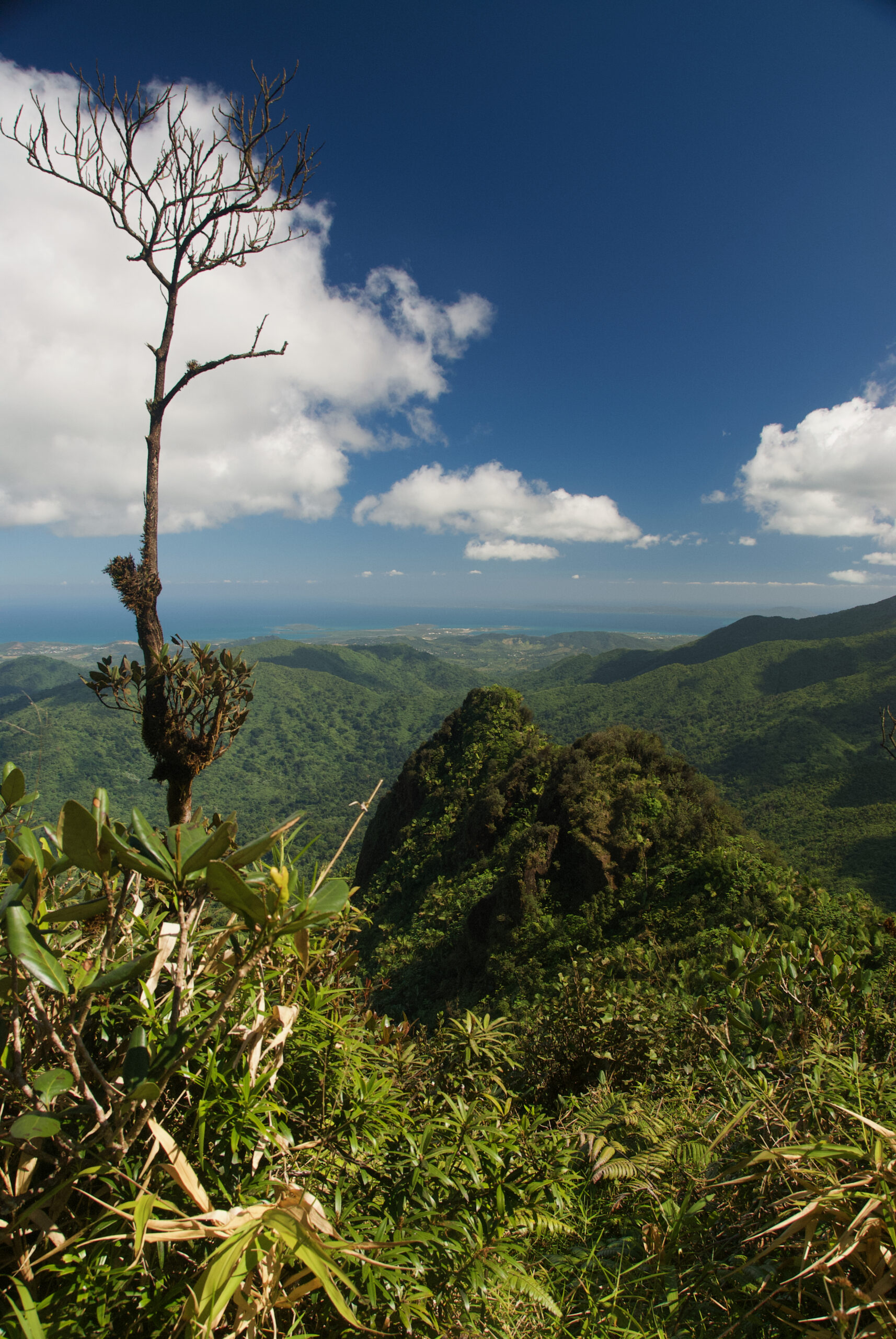 Boqueron, a Birthday and a Rainforest